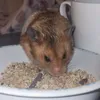 gabrielapodsiedli