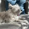 bellabooface0