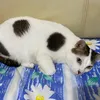 dizangela3