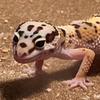 geckoapollo