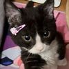 gatoevie