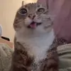 chybakacper