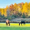 featheredpines