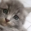 chat_lut