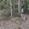 chardosantana