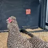 francisforrestfarm