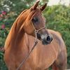 🐎✨