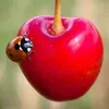 ladylovebug69