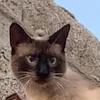 إيمي