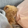 katjahslr