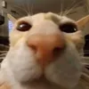 mdog000