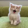 alyownaaaa