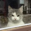 mintchocat