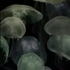 putothalia