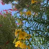 roseserna