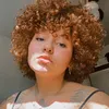 stebia_vivaz