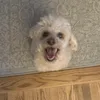 derpygrl
