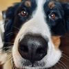 mollymurphythebernese