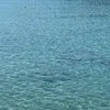 ilovemydog_20