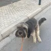 nitrikos_arguros