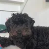 dexterfrn