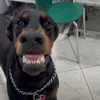 dani_rj0411