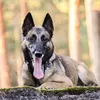 malinois.delta