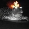 alandria.jpg