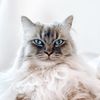 kevinthehousecat