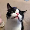 millyphothisan