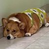 popaithecorgi