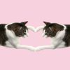 kattooooo0