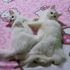 cicimeong11_