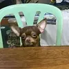 boredchihuahua