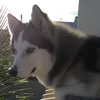 ohuskyrakan