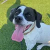 charbiechomps