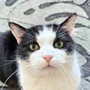 kitkupatrzy