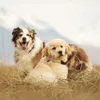 emily | chinook & tally