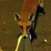 kittenslayur