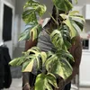 legallyplanted