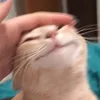 fanhih
