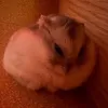 pokimokiboki