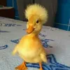 migoimuonnam