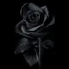 a.dark.rose