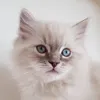 ugbaadd