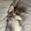 chiknsoup