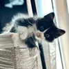 hakuthelonghairedcat