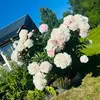 eliash552