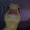 vismarkcaio