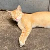angurpo